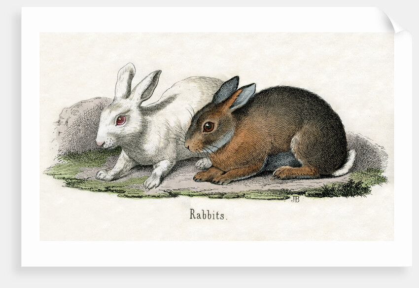 Rabbits Illustration by Anonymous