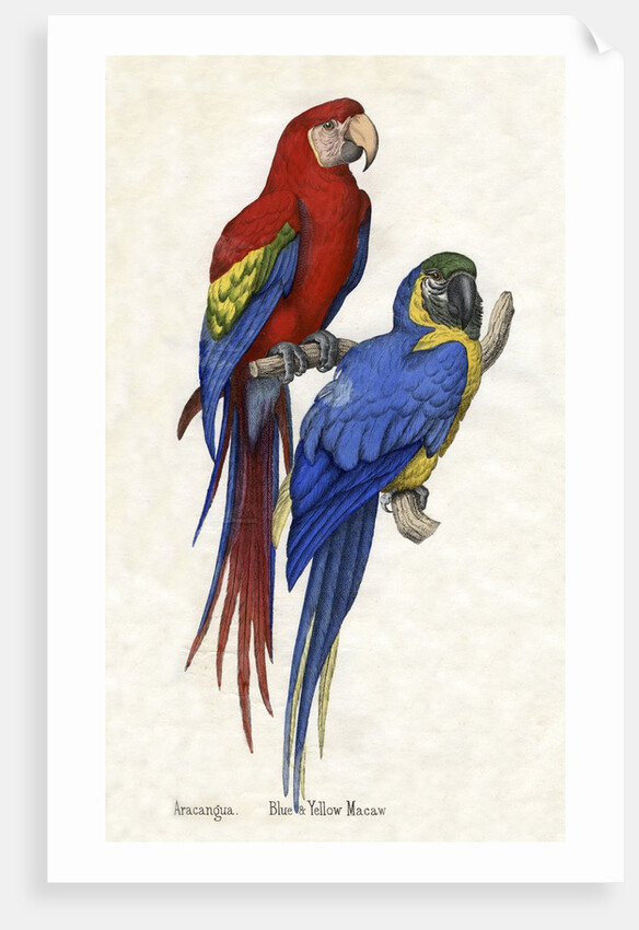 Aracangua and Blue and Yellow Macaw Illustration by Anonymous