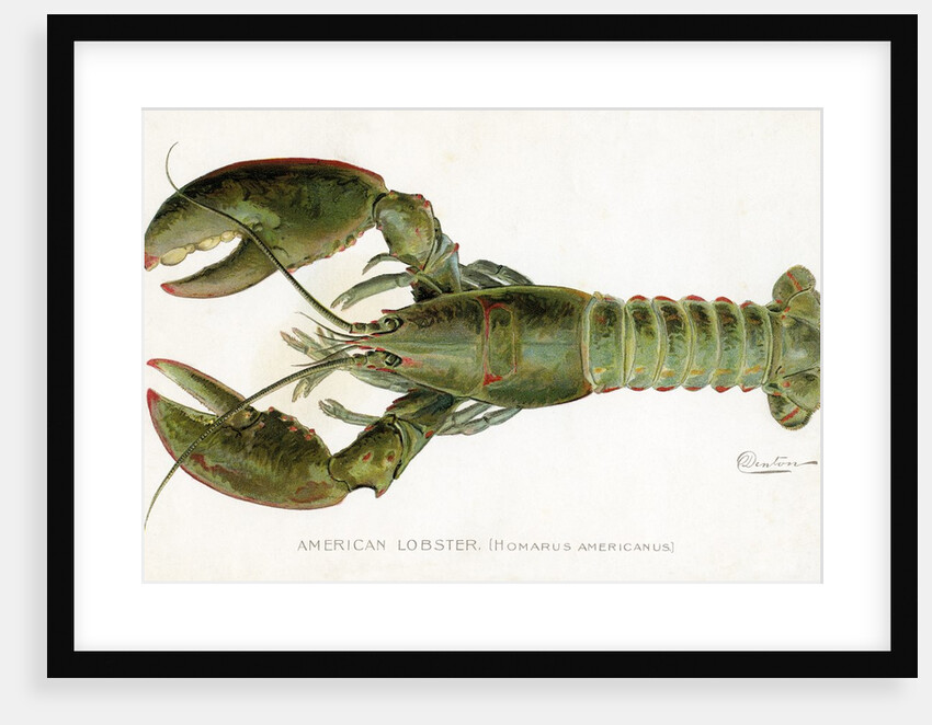 American Lobster (Homarus Americanus Illustration by Sherman Foote Denton