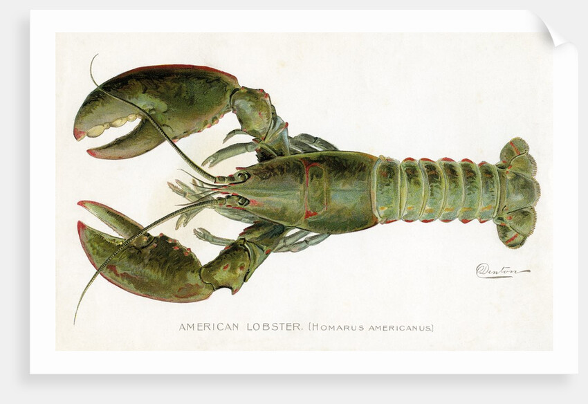 American Lobster (Homarus Americanus Illustration by Sherman Foote Denton