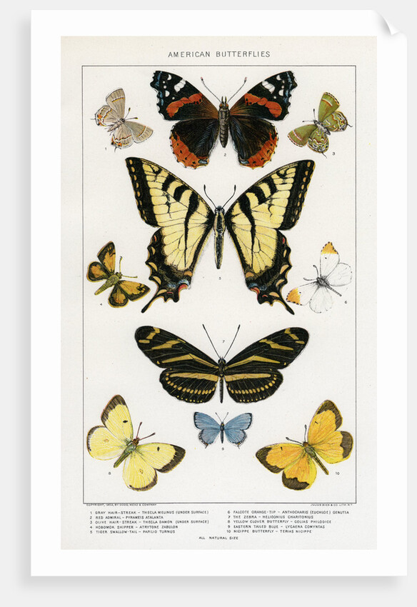 American Butterflies by Julius Bien