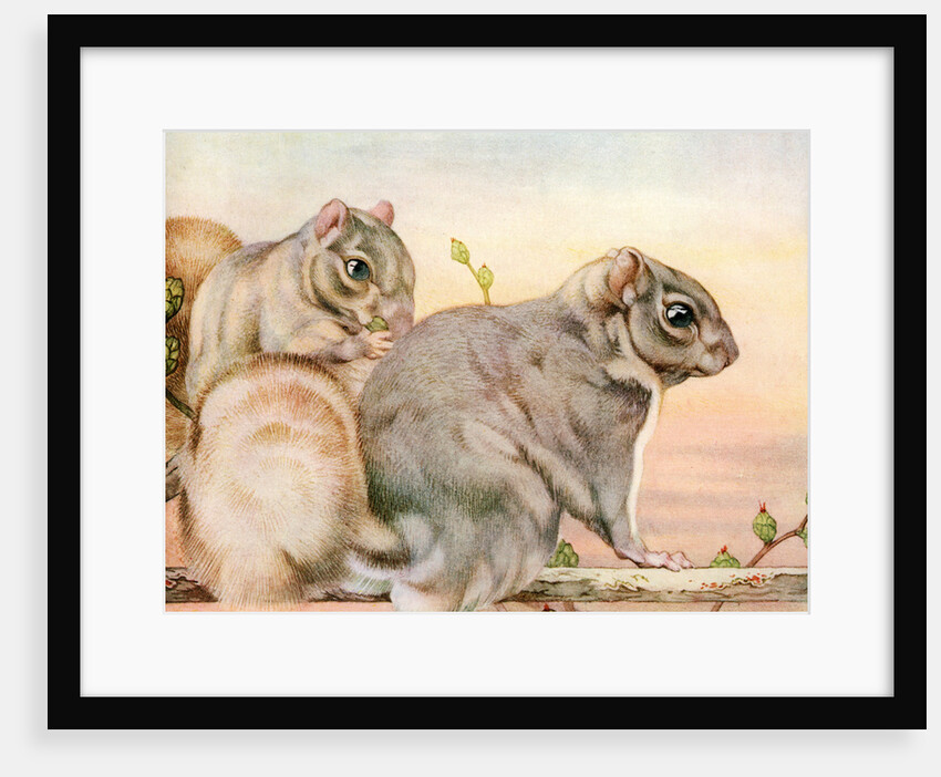 Illustration of Squirrels by Edward Julius Detmold