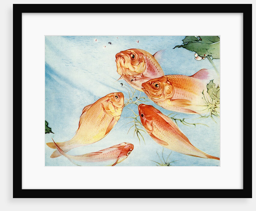Illustration of Koi by Edward Julius Detmold