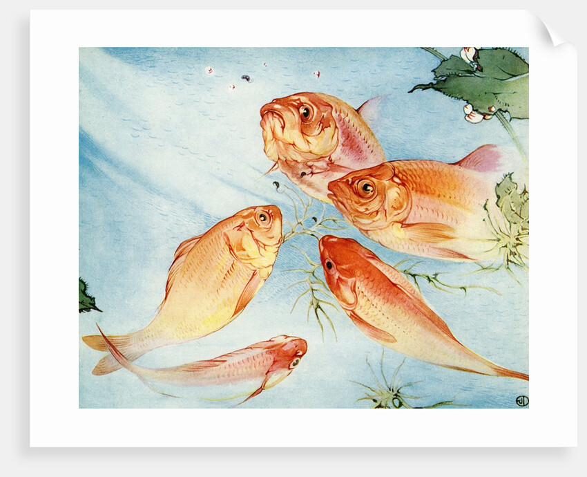 Illustration of Koi by Edward Julius Detmold