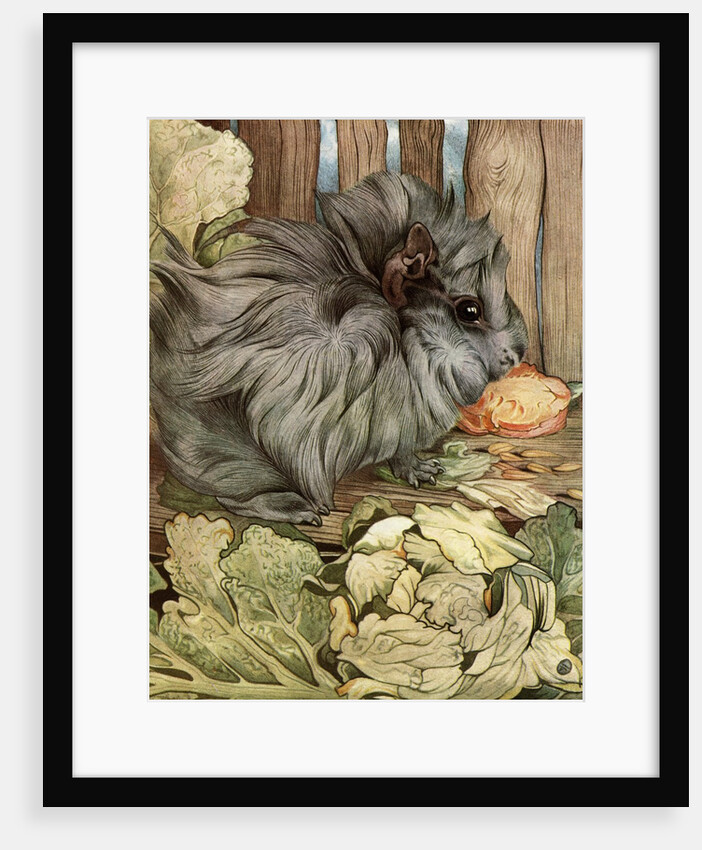 Illustration of Guinea Pig by Edward Julius Detmold