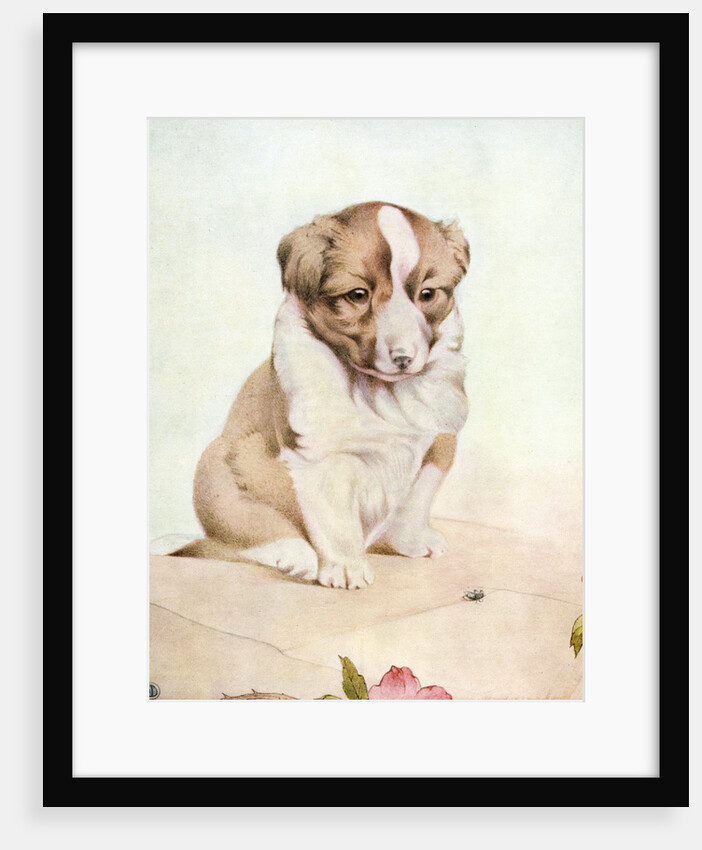 Illustration of St. Bernard Puppy by Edward Julius Detmold