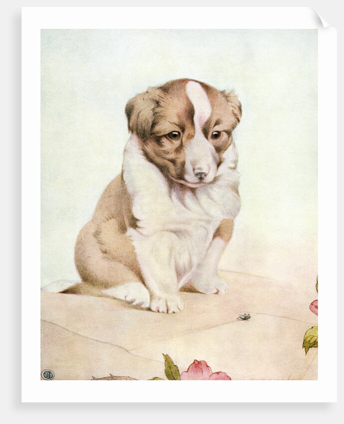 Illustration of St. Bernard Puppy by Edward Julius Detmold