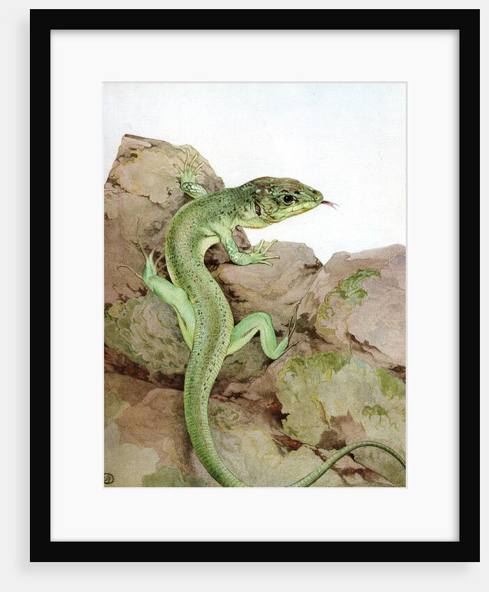 Illustration of Lizard by Edward Julius Detmold