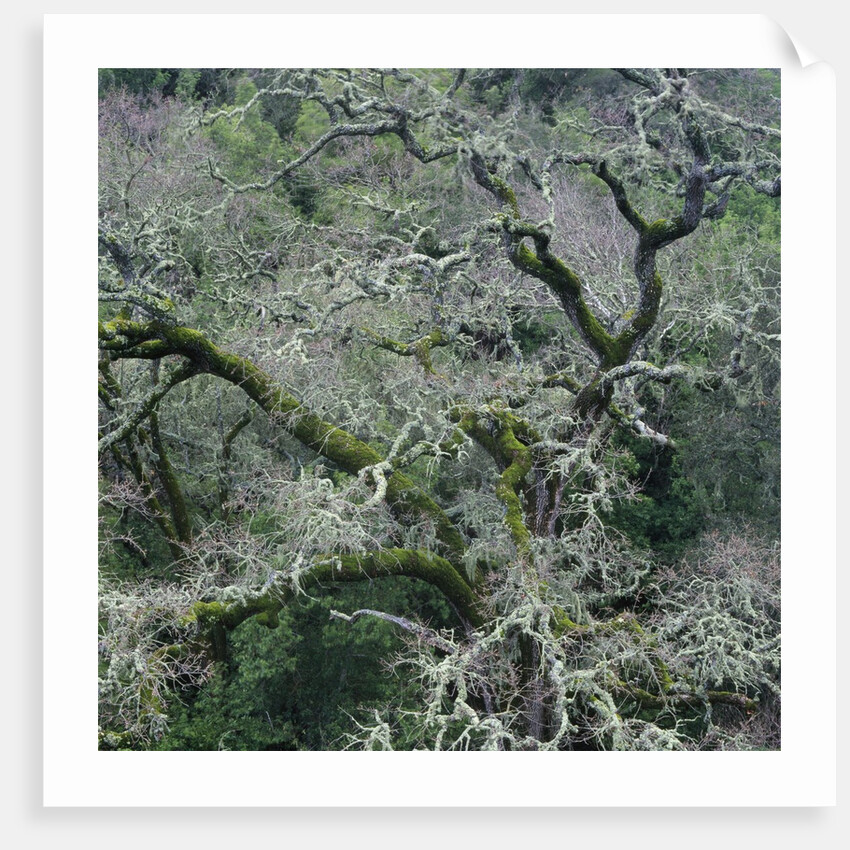 Moss Covered Tree by Anonymous