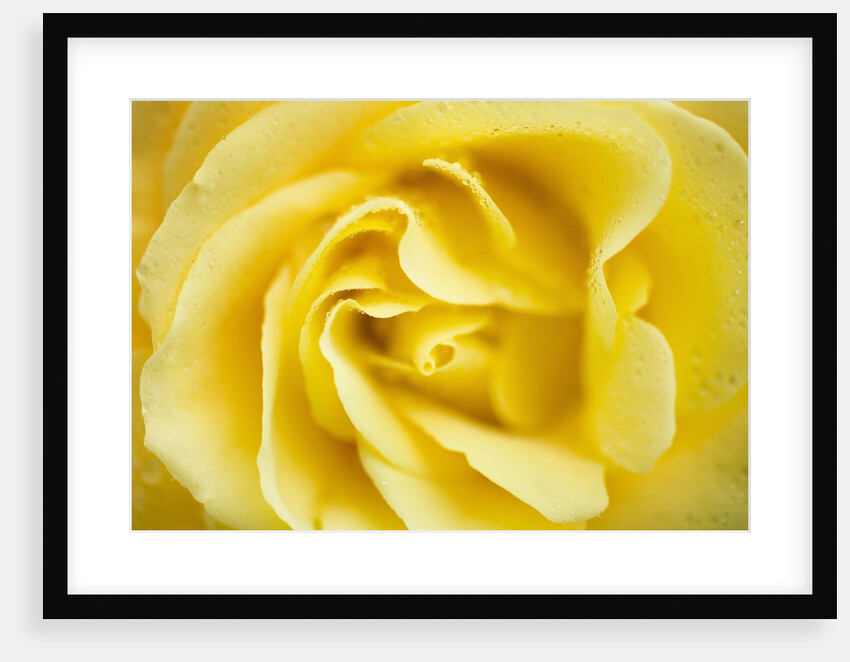 Yellow Rose by Anonymous