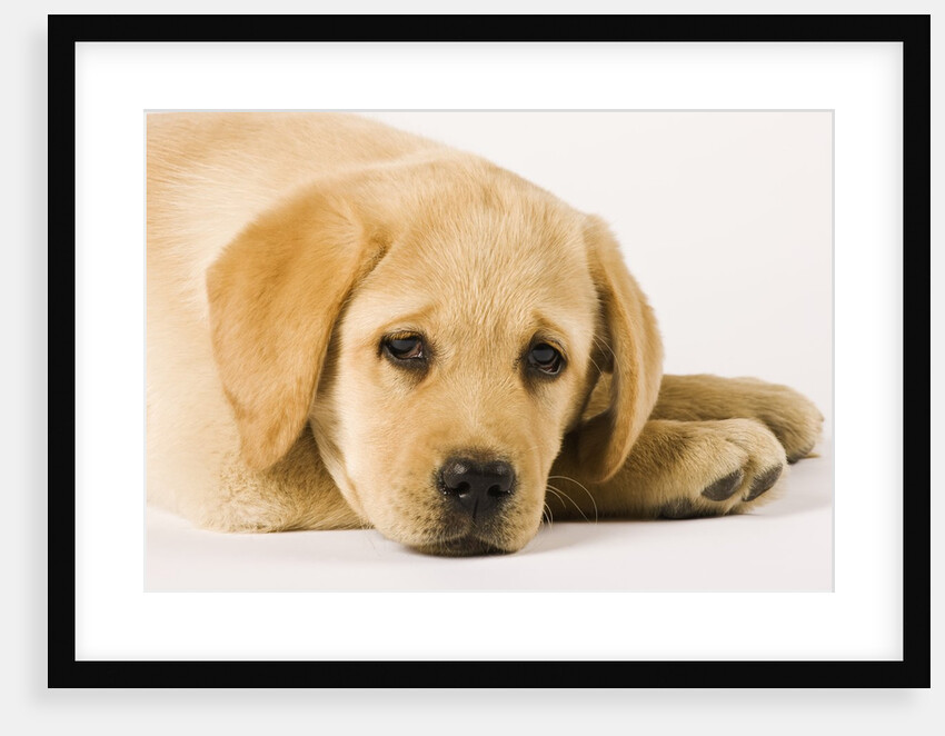 Golden Labrador Retriever Puppy by Anonymous