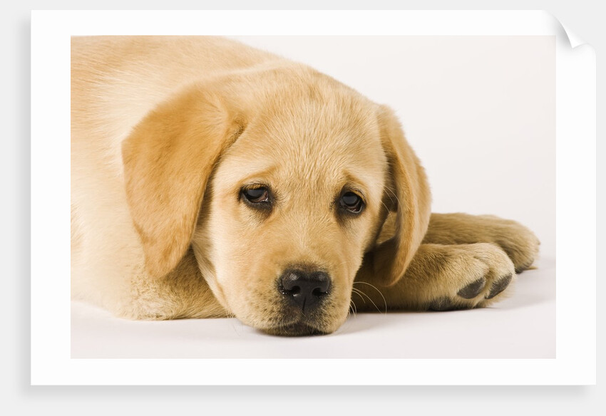 Golden Labrador Retriever Puppy by Anonymous