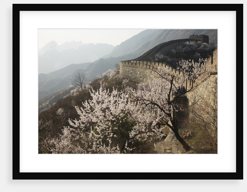 Cherry blossoms along the Mutianyu section of the Great Wall by Anonymous