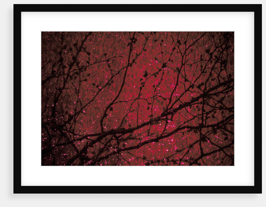 Trees by Andre Burian