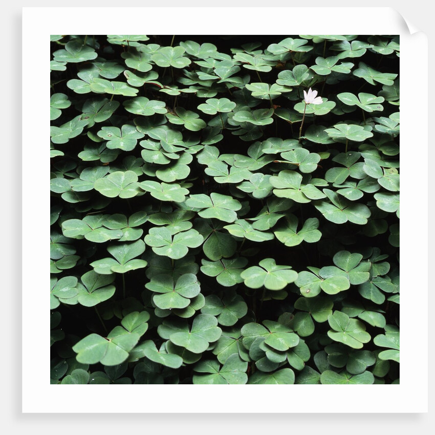 Clover by Anonymous