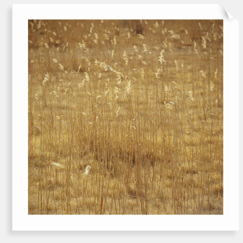 Dry Grass by Anonymous