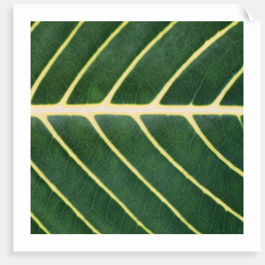 Closeup of Leaf by Anonymous