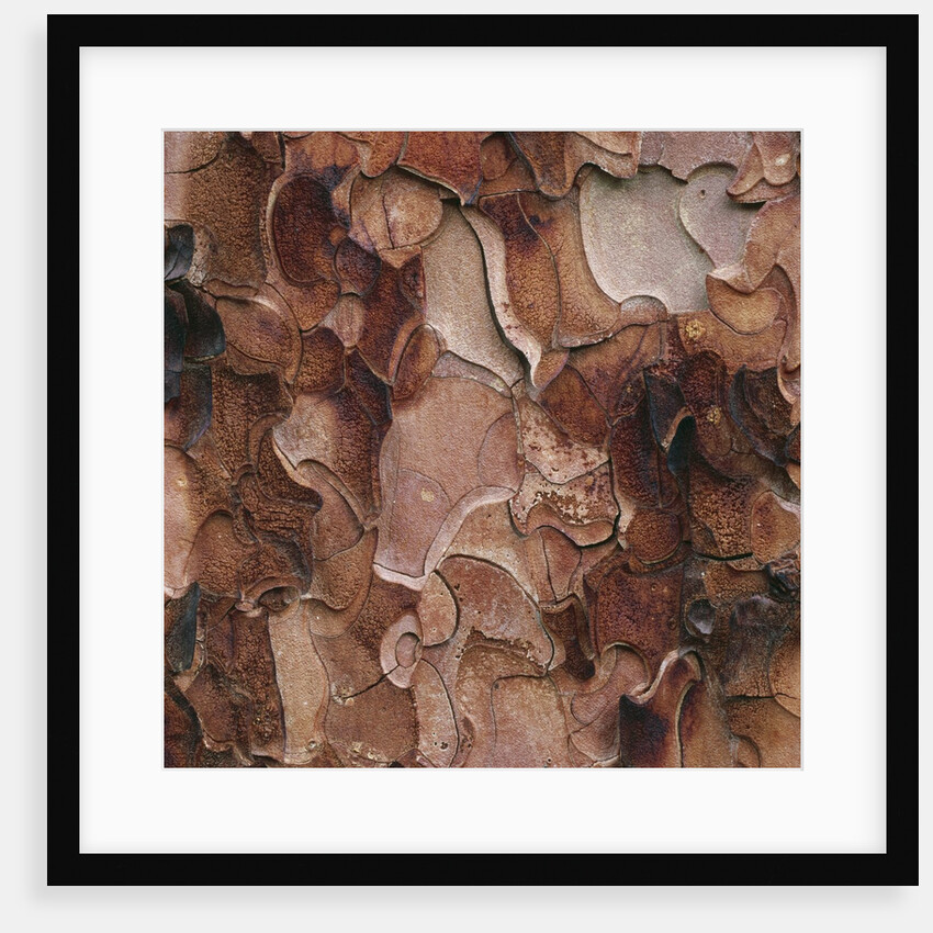 Closeup of Tree Bark by Anonymous
