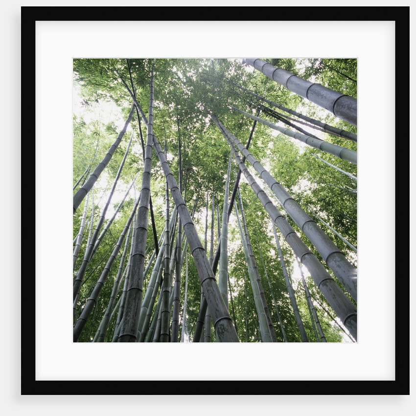 Bamboo Forest by Anonymous