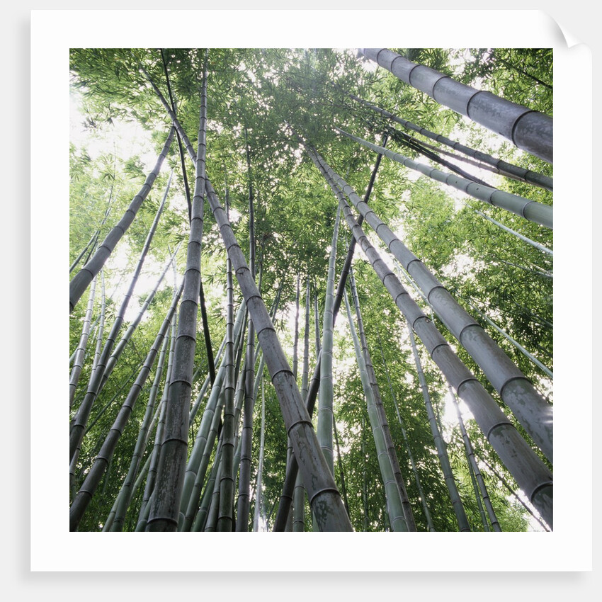 Bamboo Forest by Anonymous