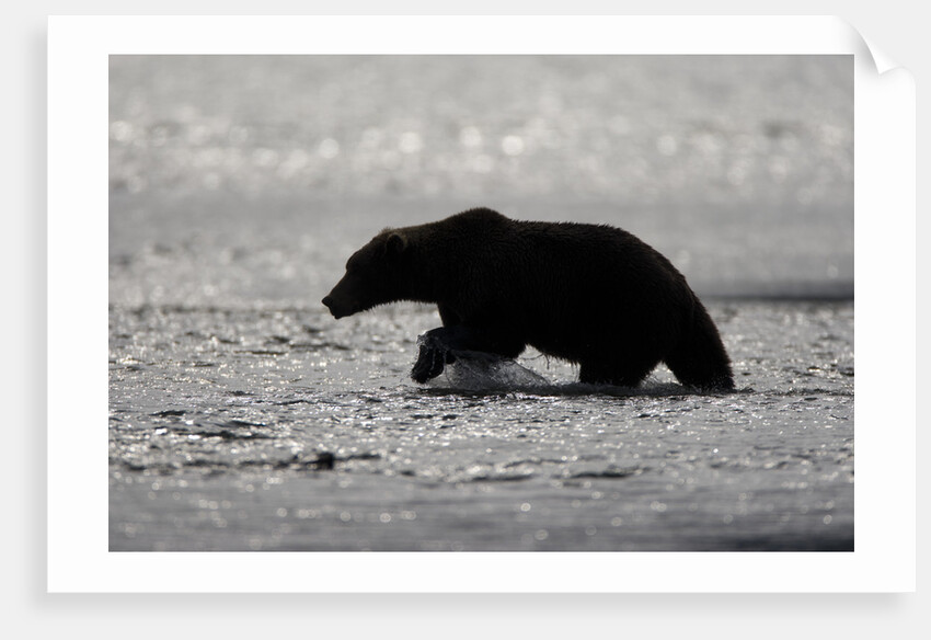 Grizzly Bear Hunting Spawning Salmon at Kukak Bay by Anonymous