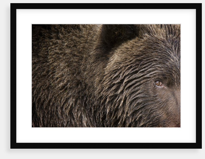 Two Year Old Brown Bear in Katmai National Park by Anonymous