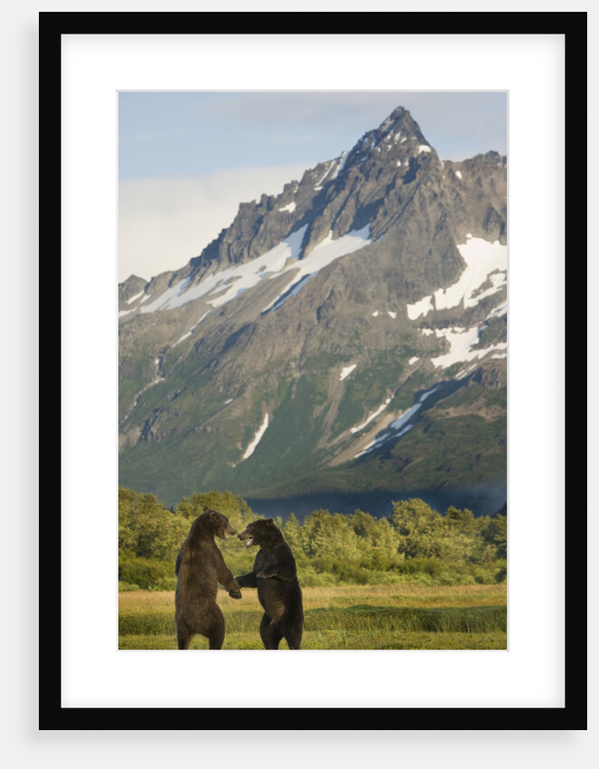 Brown Bears Sparring in Meadow at Kukak Bay by Anonymous