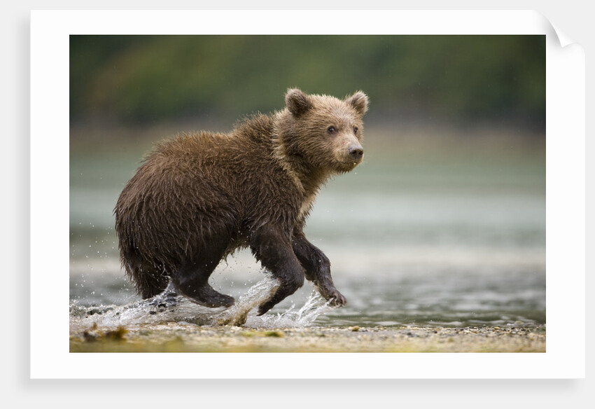 Brown Bear Cub on Beach at Geographic Harbor by Anonymous