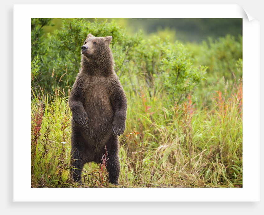 Brown Bear Cub Standing Upright at Kinak Bay by Anonymous