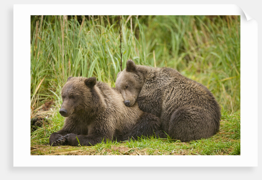 Brown Bear Cubs Sleeping at Kuliak Bay by Anonymous