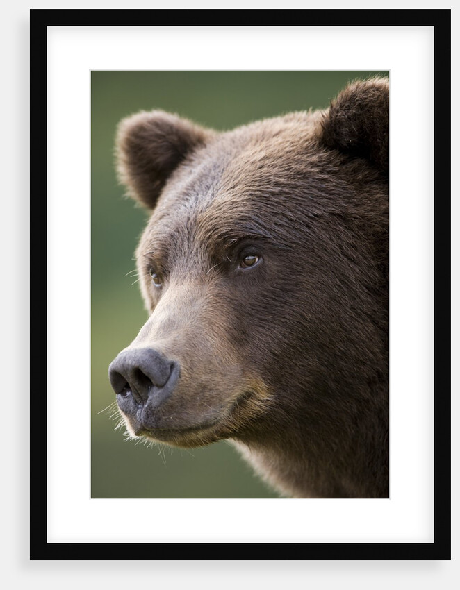 Brown Bear at Kinak Bay in Katmai National Park by Anonymous