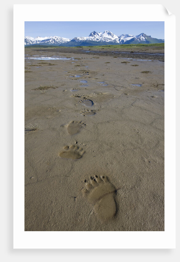 Brown Bear Tracks at Hallo Bay in Katmai National Park by Anonymous