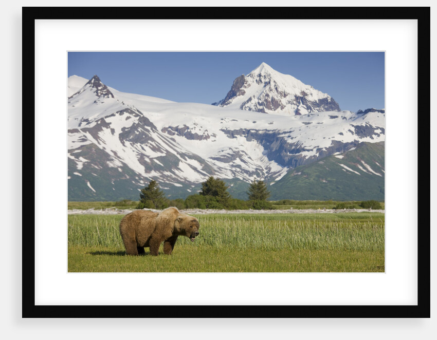 Grizzly Bear Eating Sedge Grass in Meadow at Hallo Bay by Anonymous
