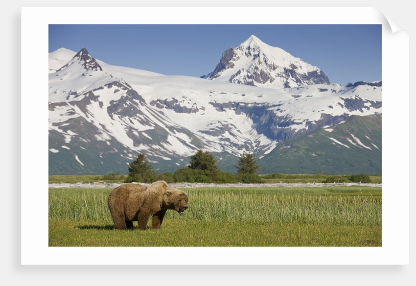 Grizzly Bear Eating Sedge Grass in Meadow at Hallo Bay by Anonymous