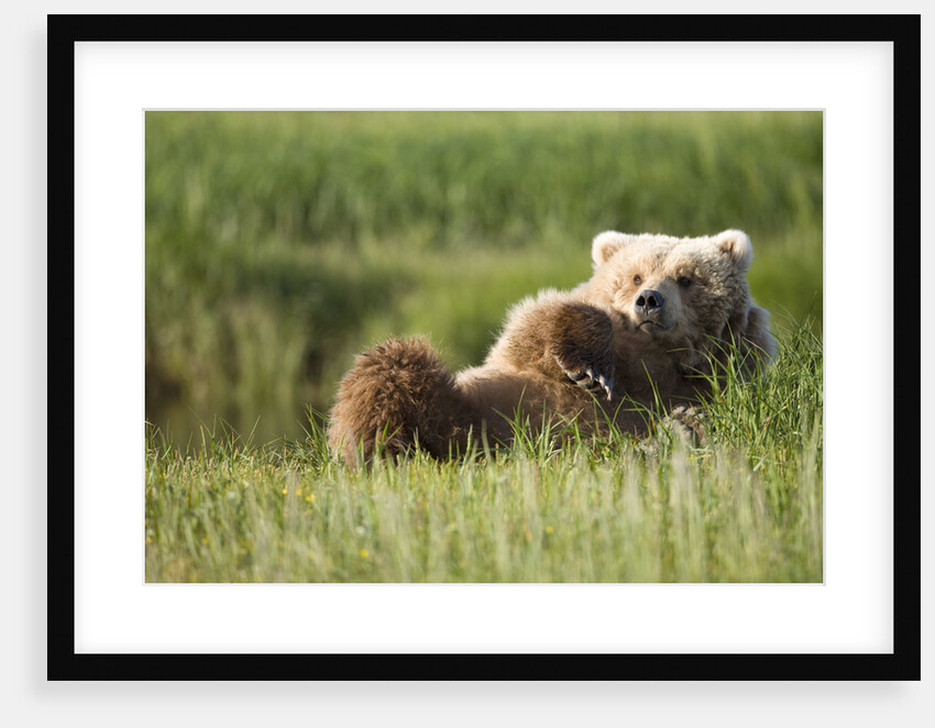 Grizzly Bear Resting on Back in Meadow at Hallo Bay by Anonymous