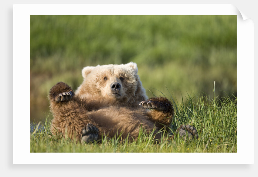 Grizzly Bear Resting on Back in Meadow at Hallo Bay by Anonymous
