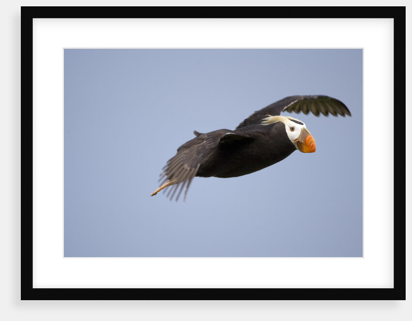 Tufted Puffin in Flight in Katmai National Park by Anonymous