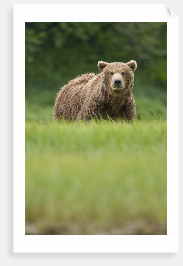 Grizzly Bear in Meadow at Kukak Bay in Katmai National Park by Anonymous