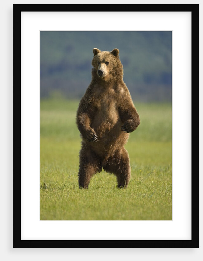 Brown Bear Standing Upright in Meadow at Hallo Bay by Anonymous