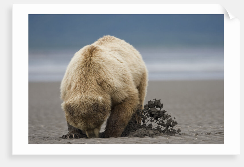 Grizzly Bear Digging Clams at Low Tide at Hallo Bay by Anonymous