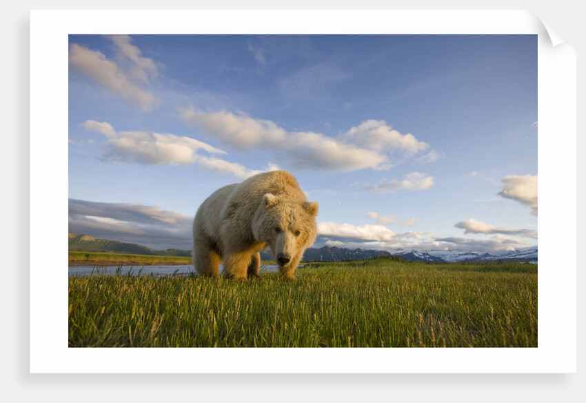 Grizzly Bear Eating Sedge Grass in Meadow at Hallo Bay by Anonymous