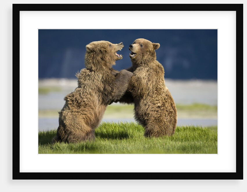 Grizzly Bears Sparring at Hallo Bay in Katmai National Park by Anonymous