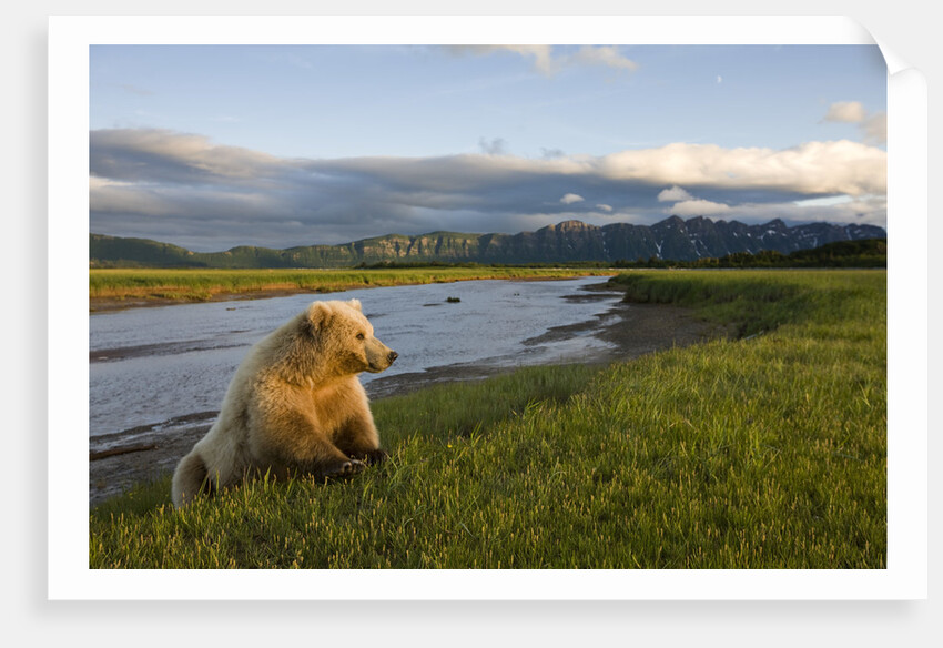 Brown Bear Along Stream at Hallo Bay in Katmai National Park by Anonymous