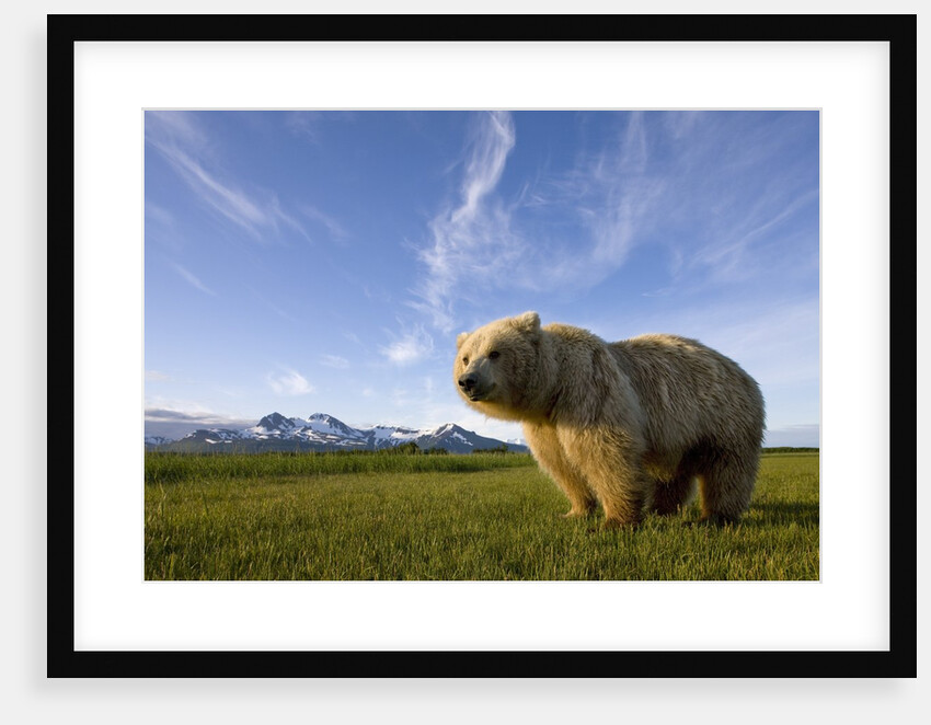 Grizzly Bear in Meadow at Hallo Bay in Katmai National Park by Anonymous