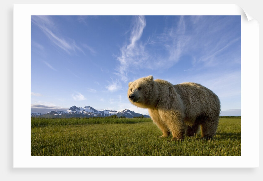 Grizzly Bear in Meadow at Hallo Bay in Katmai National Park by Anonymous