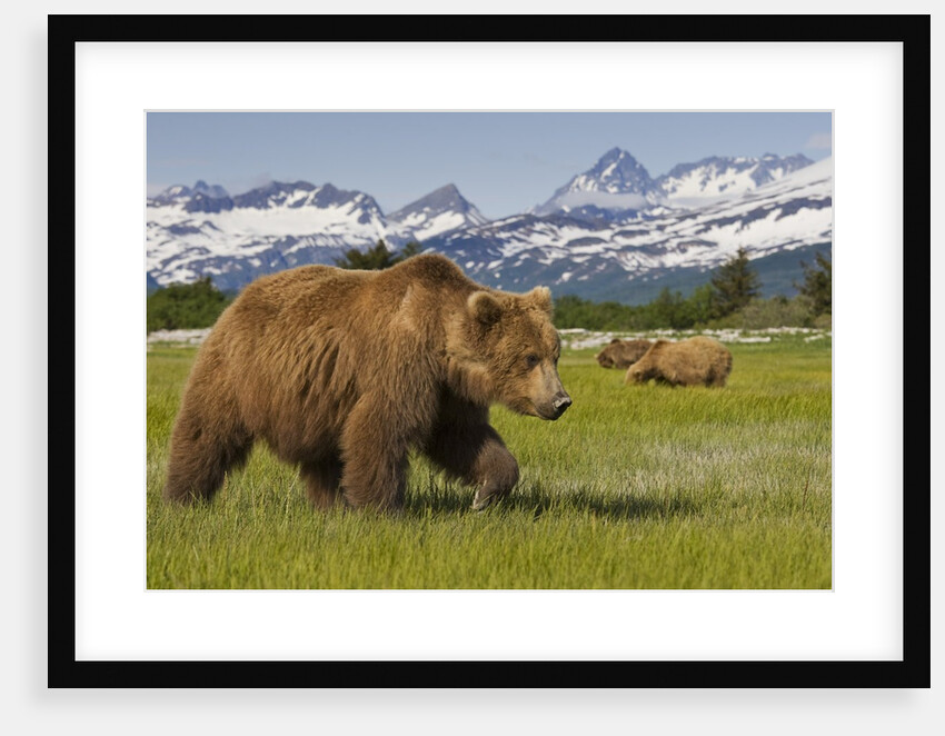 Grizzly Bears at Hallo Bay in Katmai National Park by Anonymous
