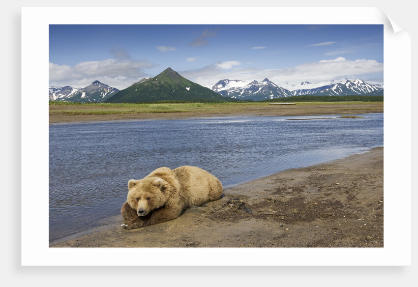 Grizzly Bear Resting by Stream at Hallo Bay by Anonymous