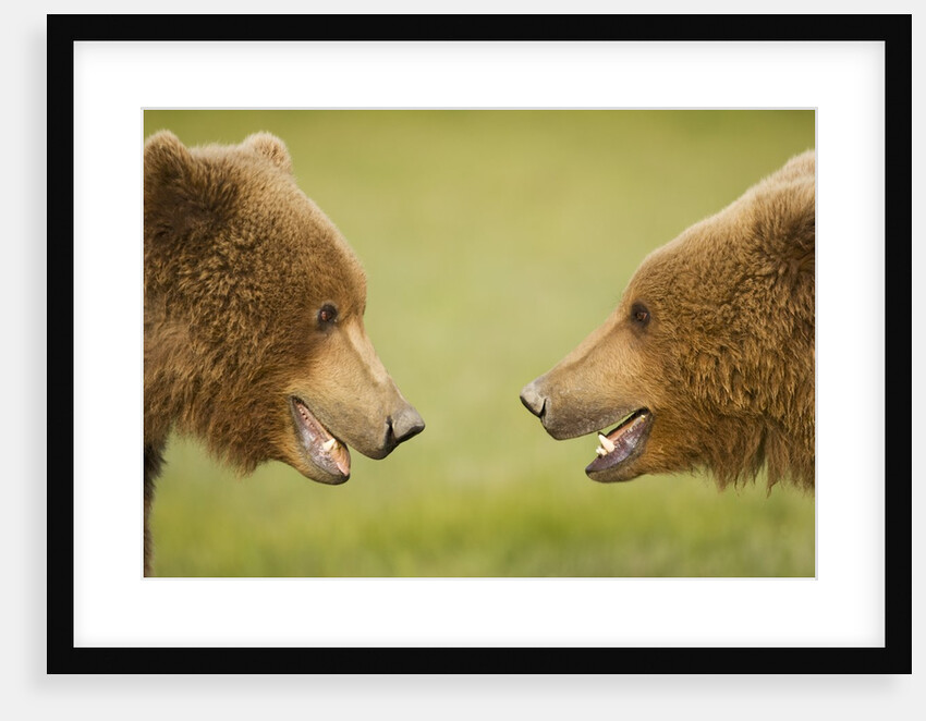 Brown Bears Facing Off at Hallo Bay by Anonymous