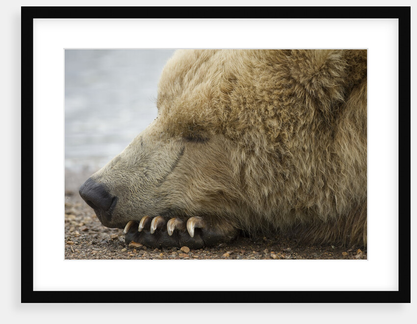 Sleeping Brown Bear at Hallo Bay by Anonymous