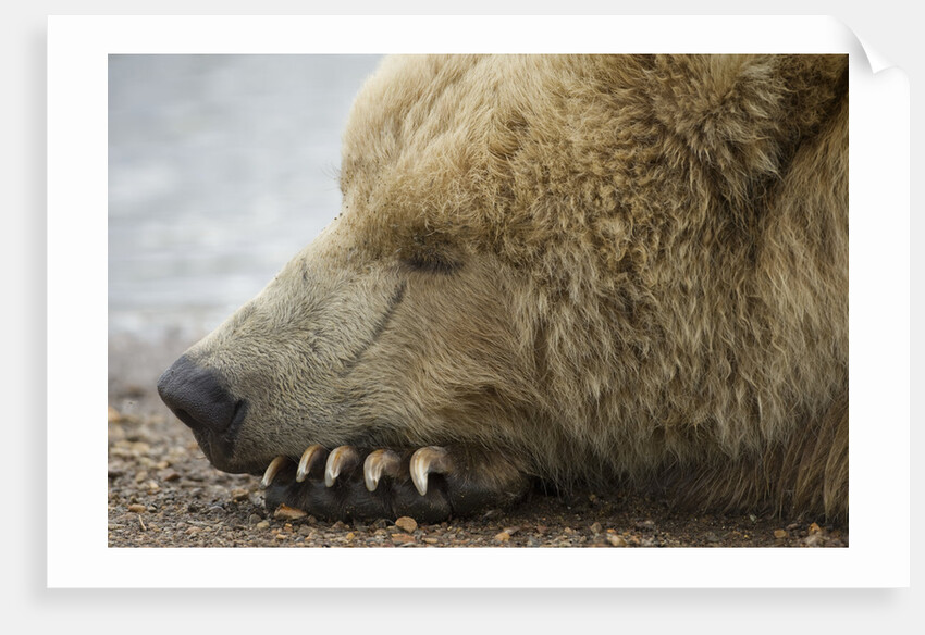 Sleeping Brown Bear at Hallo Bay by Anonymous